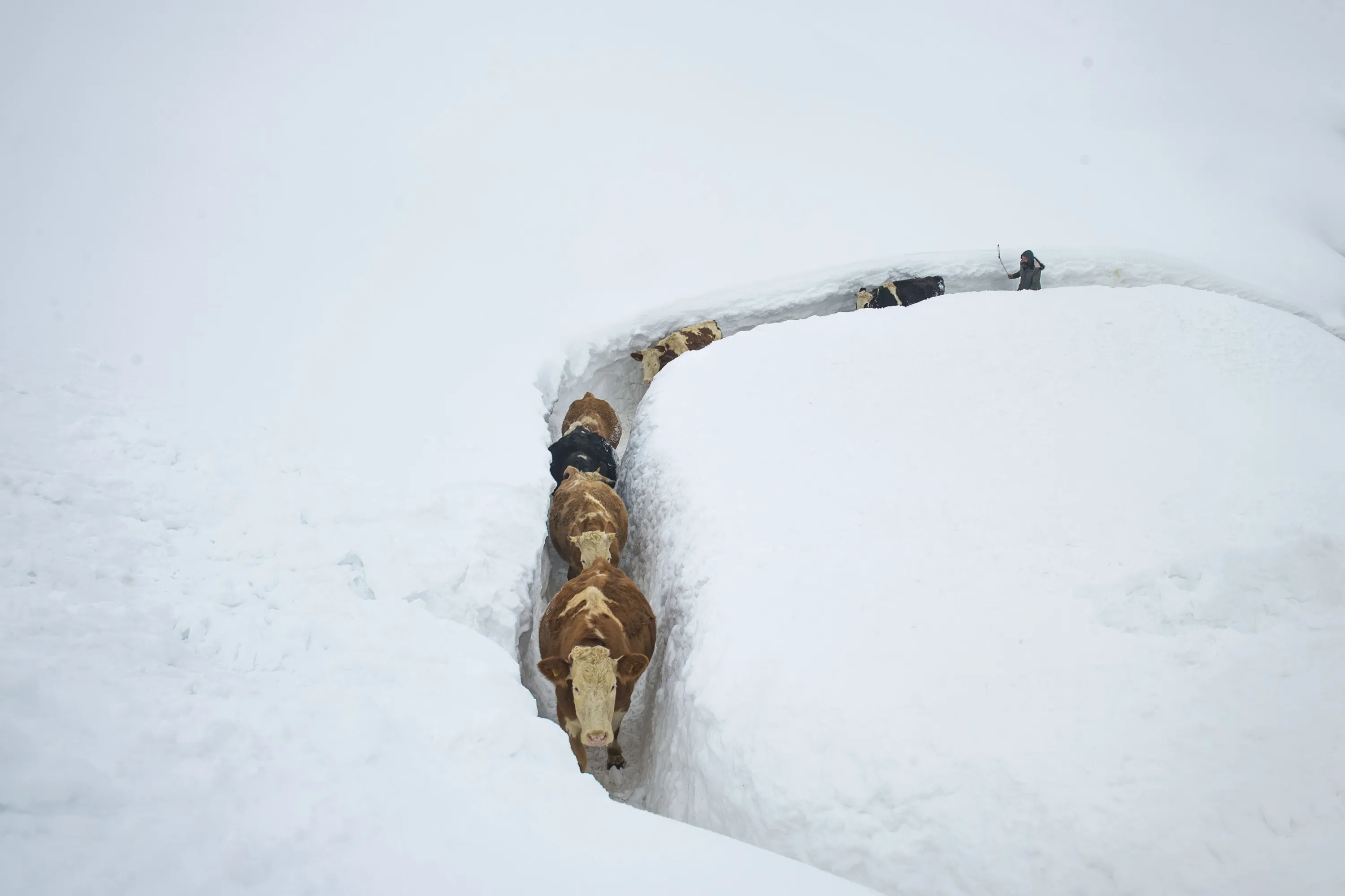 Проложенной тропе. Прокладывание тропинок на снегу. Корова в сугробе. Аномальный снегопад. Снег в Турции.