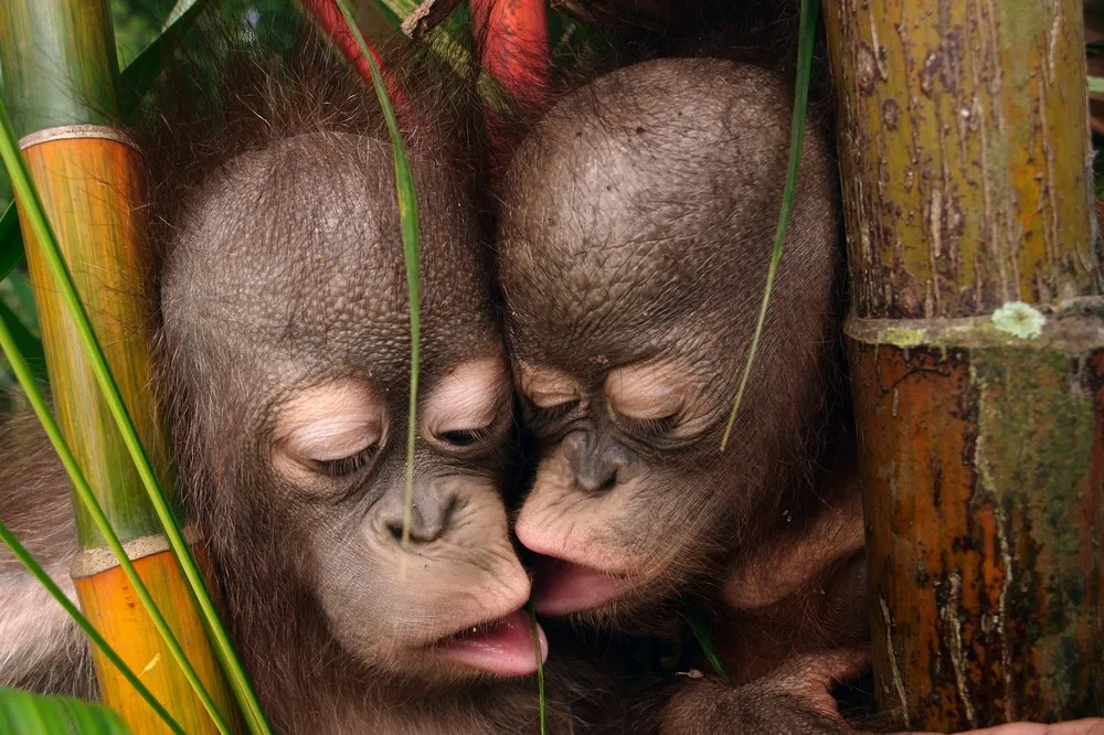 Simply Some Photos: Animals