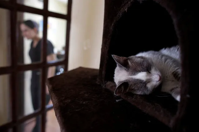 A cat sleeps inside “Meow” cafe, where diners can play, interact or adopt cats given away by their former owners or rescued from the streets, in Monterrey, Mexico, May 14, 2016. (Photo by Daniel Becerril/Reuters)