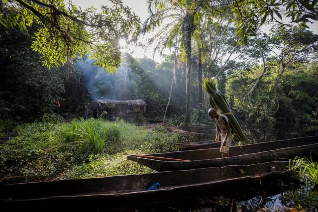 Mohamed Esimbo Matongu carries thatch, which he will use for the roof of his hut, back to his campsite which lies deep in the forest near the city of Mbandaka, Democratic Republic of the Congo, April 3, 2018. (Photo by Thomas Nicolon/Reuters)