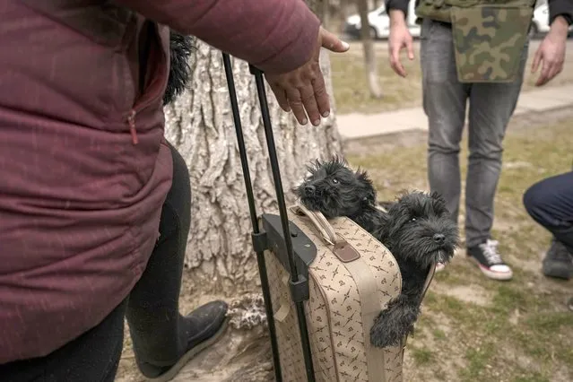 Dogs peek out from their owner's roller luggage as they evacuate from Irpin on the outskirts of Kyiv, Ukraine, Saturday, March 26, 2022. (Photo by Vadim Ghirda/AP Photo)
