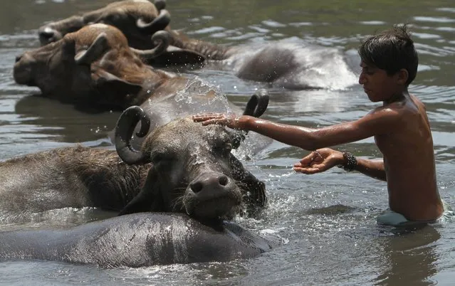 A Pakistani boy splashes water on his buffalo to keep him cool as temperatures rise in Karachi, Pakistan, April 28, 2016. (Photo by Fareed Khan/AP Photo)