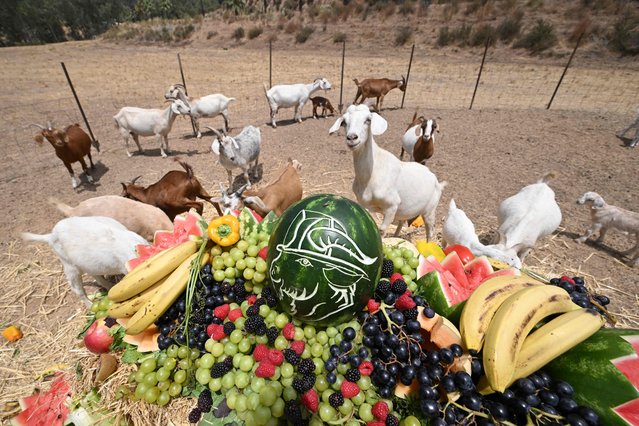 Mother and baby goats who have been on fire prevention duty, eating brush and grass vegetation to prevent the spread of potential wildfires on the land of the indigenous San Manuel Band of Mission Indians, get a “thank you” for their work in the form of a “cake” of fruits, vegetables and grains, on July 23, 2024 at a media opportunity on the tribe's land in San Bernardino, California. The tribe's fire department deploys a herd of hundreds of goats during the dry season to help trim the landscape in a natural and regenerative way that also protects the land from harm that could be caused if heavy equipment was used to remove vegetation. (Photo by Robyn Beck/AFP Photo)