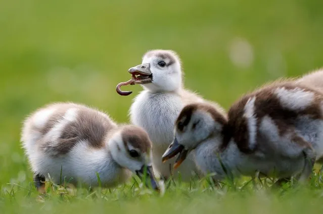 A gosling eats a worm in St James's Park in London, Britain on April 1, 2022. (Photo by John Sibley/Reuters)