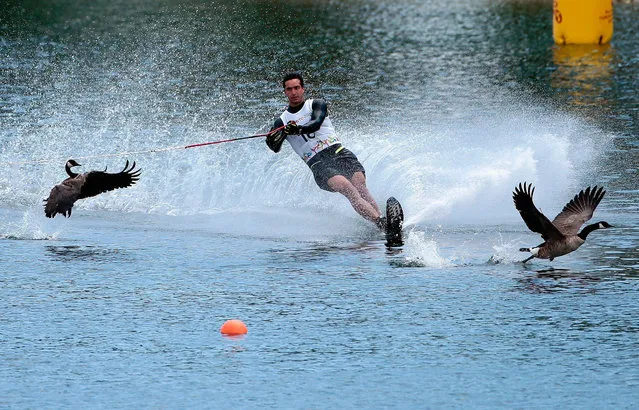 Felipe Miranda of Chile skis between two geese during the men's slalom waterski preliminary round on Day 10 of the Toronto 2015 Pan Am Games on July 20, 2015 in Toronto, Canada. (Photo by Ezra Shaw/Getty Images)
