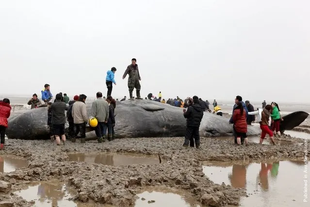 A dead sperm whale is seen on the beach on March 18, 2012 in Yancheng, Jiangsu Province of China