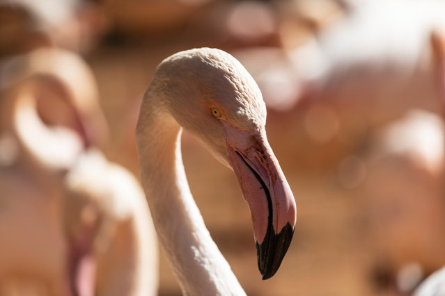 A Lesser flamingo at the birds' enclosure at the Joburg Zoo in Johannesburg, South Africa, 12 August 2024. The Joburg Zoo is a 55-hectare zoo established in 1904 and houses about 2,000 animals of some 320 species. The Lesser Flamingo is found in sub-Saharan Africa and western India. The bill of a flamingo acts like a sieve, filtering microorganisms and tiny bits of algae from the water. (Photo by Kim Ludbrook/EPA/EFE)