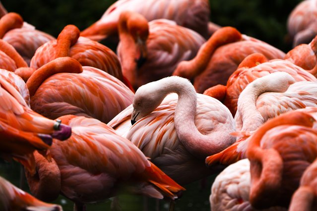 Flamingos in their enclosure at the Tierpark zoo in Berlin, Germany, Thursday, August 22, 2024. (Photo by Markus Schreiber/AP Photo)