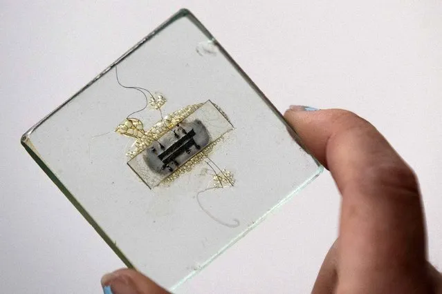 A 1958 prototype for a Texas Instruments Inc. microchip, mounted on glass and enclosed in a plastic case, is shown by a Christie's Auction house employee in New York June 17, 2014. The protoype microchip used by Texas Instruments Inc.'s Jack Kilby in the world's first electronic circuit is estimated to sell for $1 to $2 million at auction on June 19. (Photo by Brendan McDermid/Reuters)