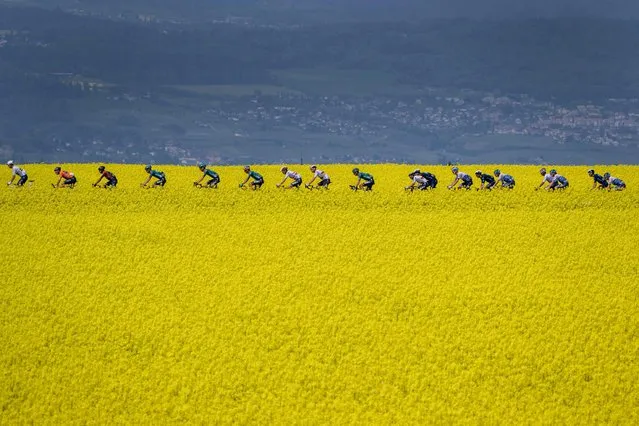 The pack rides during the third stage of the Tour de Romandie UCI World Tour 2022 cycling race near Valbroye, western Switzerland, on April 29, 2022, (Photo by Fabrice Coffrini/AFP Photo)