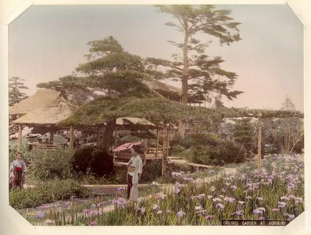 Iris Garden at Horikiri, Tokyo