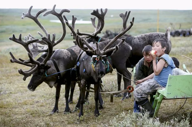 Sons of local herders sit near reindeer at a camping ground, some 200 km (124 miles) northeast of Naryan-Mar, the administrative centre of Nenets Autonomous Area, far northern Russia, August 2, 2015. (Photo by Sergei Karpukhin/Reuters)