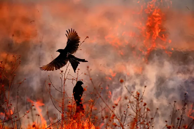 “Feather in the Flames”. Winged Life Finalist. Farmers in Singur, West Bengal, India, burn off the stubble left after harvest, and black drongos swoop to eat the insects fleeing the flames. (Photo by Kallol Mukherjee/BigPicture Natural World Photography Competition 2017)