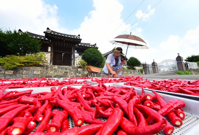 On August 7, 2024, the beginning of autumn, red peppers harvested at a farm in Yeonsan-myeon, Nonsan-si, Chungcheongnam-do are being dried in the sun. (Photo by Shin Hyeon-jong)