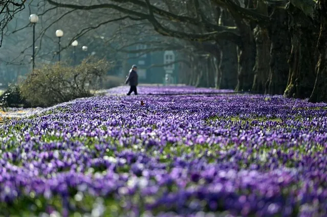A view of blooming flowers at the Jasne Blonia Park during the first day of spring falls in Szczecin, northwestern Poland, 20 March 2022. ​Temperatures in Szczecin have reached plus 12 degrees Celsius. (Photo by Marcin Bielecki/EPA/EFE)