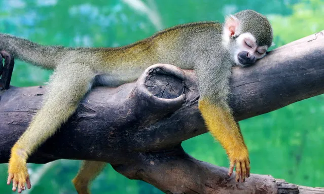 A squirrel monkey rests on a tree branch on a hot day at a zoo in Zhengzhou, China on July 20, 2017. (Photo by Reuters/China Stringer Network)