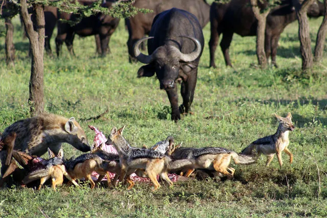 A pride of lions were preparing to enjoy the spoils of a successful wildebeest hunt in Kenya’s Masai Mara but a whole cast of hungry animals, including hyenas, jackals and even some seemingly vengeful wildebeest encroached on the scene. (Photo by Ceri James/Rex Features/Shutterstock)