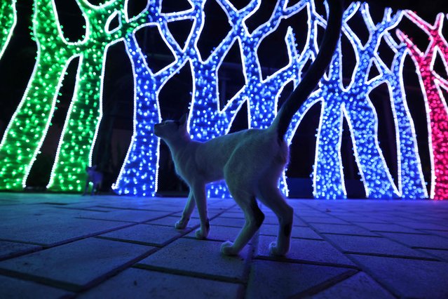 A cat walks past an installation at Glow Park in the Gulf emirate of Dubai on November 1, 2021. Made of over one million energy saver bulbs and recycled luminous fabric there are dozens and dozens of exciting and enchanting exhibits, made by artists from all over the world. (Photo by Giuseppe Cacace/AFP Photo)