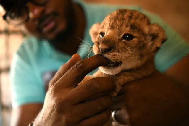 Osman Salih, founder of the Sudan Animal Rescue Center, holds an African lion cub during a medical checks at the center in Al Bageir, near the country's capital Khartoum, Sudan, 17 June 2022. What started as a private rescue mission by Salih – initially financed by his own savings – to save five starving lions from the Al-Qurashi Gardens in Khartoum in January 2020, has now become a rescue center for numerous animals that is funded by donations and about weekly 600 visitors. Although one of the lions died one day after Salih's rescue attempt and another one died a few months later, his mission to rescue the animals was followed on social media and triggered worldwide support. Now he runs the rescue center on some 10-acres of land belonging to the family hosting 20 lions, monkeys, snakes and ostriches. One of the surviving lionesses named Kandaka, that was in the worst condition before being rescued recently gave birth to the lion cub and is also featured in the logo of the Sudan Animal Rescue Center. While his animal rescue center was welcomed by many supporters, Salih himself tries to keep a low profile as others also have criticised his work, saying that resources should be better diverted towards Sudan's humanitarian crisis. (Photo by Ela Yokes/EPA/EFE)