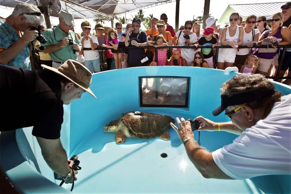 Kahuna, Endangered Loggerhead Sea Turtle Is On Its Way Back Home