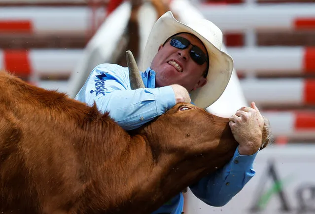 Tanner Milan of Cochrane, Alberta, wrestles a steer in the steer wrestling event during the Calgary Stampede rodeo in Calgary, Alberta, Canada July 8, 2016. (Photo by Todd Korol/Reuters)