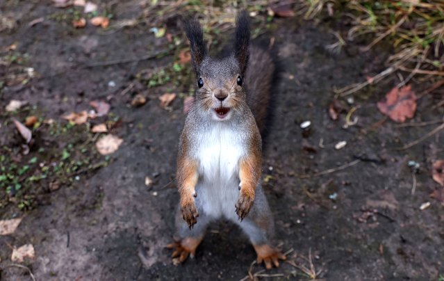 A squirrel searches for food among autumnal colours at Ostafyevo park in Moscow, Russia, 19 November 2024. (Photo by Maxim Shipenkov/EPA/EFE)