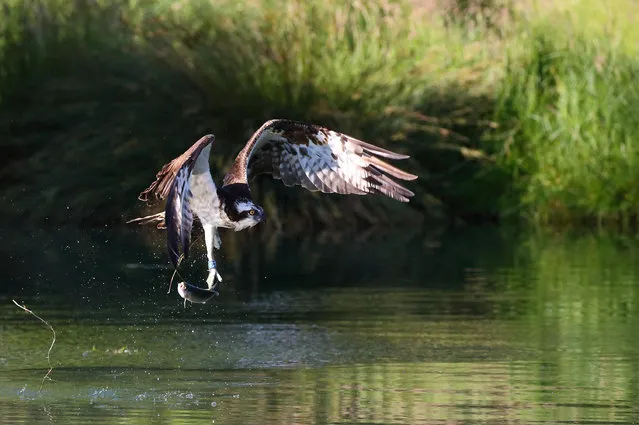 An osprey at Horn Mill Trout Farm in Rutland, England. (Photo by Christopher Cook/Alamy Stock Photo)