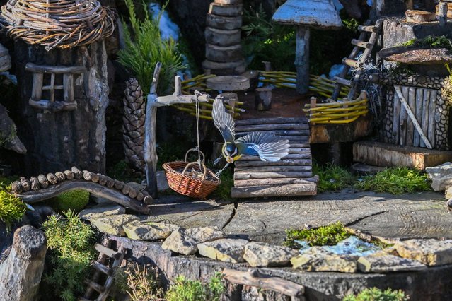 A Eurasian blue tit (Cyanistes caeruleus) leaves with a seed in its beak at the feeding ground called “Smurfs' Village” for birds and squirrels built by Hungarian artist Tamas Kanya in Budakalasz, Hungary on November 23, 2024. Kanya uses organic materials only, like agaric, bark, honey-locust, willow twigs, horse chestnuts, duck stones, small pebbles, shells, and lots of driftwood. His previous creation was completely destroyed by the flood in autumn, so he had to start designing the feeding ground from scratch again. The feeding ground covers about 15 meters squared of forest area. It was completed within two weeks, but the artist is still working on the final form. (Photo by Attila Kisbenedek/AFP Photo)