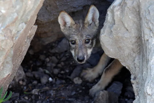 A newly born Mexican gray wolf cub, an endangered native species, is seen at its enclosure at the Museo del Desierto in Saltillo, Mexico, July 19, 2016. (Photo by Daniel Becerril/Reuters)
