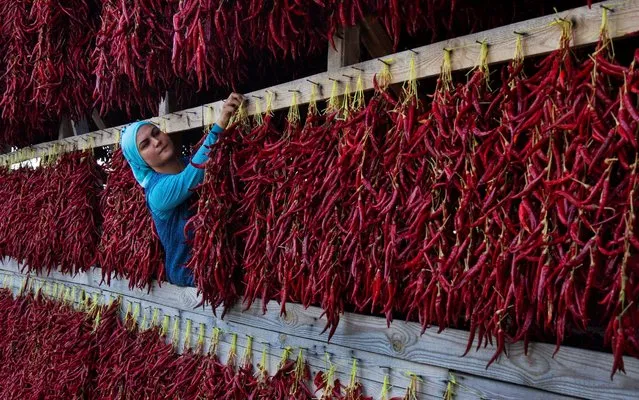 A worker holds out a string of chillies while standing in a building full of thousands of the hot red peppers on April 14, 2020. The peppers have been produced in the Çukurören village of Bilecik, in Turkey for 150 years and are sent to over 60 cities once they have dried out. When entering the village of Çukurören, the roofs, chimneys, walls and balconies of nearly every house are covered in the brightly coloured capsicums. (Photo by Nese Ari/Solent News)