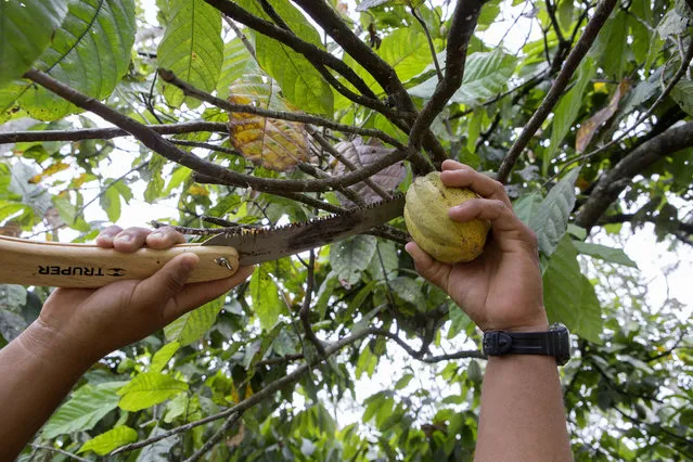 Jose Luis Garcia, an owner of the G8 cooperative cocoa farm, cuts a cocoa pod from a tree at the farm in the state of Tabasco near Comalcalco, Mexico, on Tuesday, April 8, 2014. G8 is a cocoa supplier for Nestle SA, the world's largest food supplier. (Photo by Susana Gonzalez/Bloomberg via Getty Images)