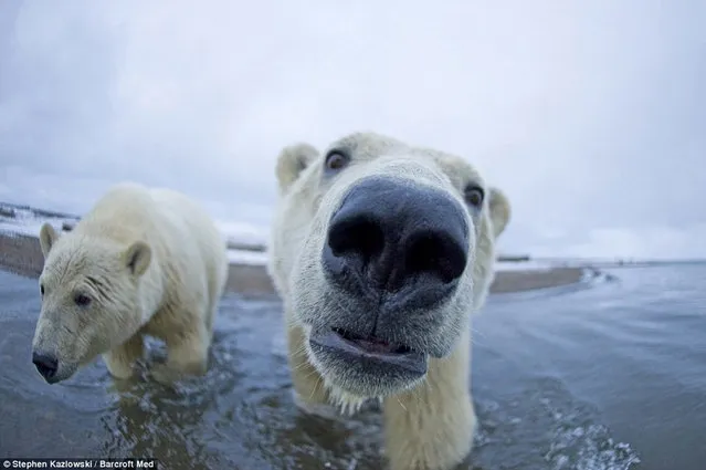 Polar Bear Photo Steven Kazlowski