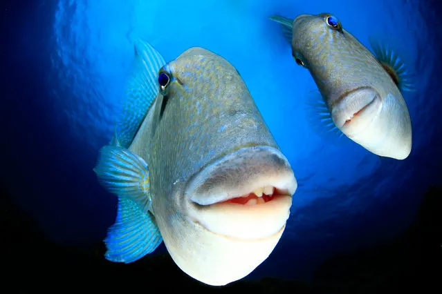 “Say Cheeeeeeese”. A couple of triggerfish looking into the camera in Faial, Azores. (Photo by Arturo Telle/Comedy Wildlife Photography Awards)
