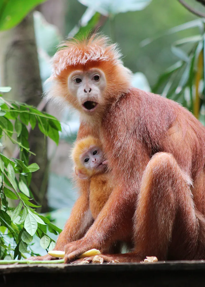 World's Rarest Babies in Singapore Zoo
