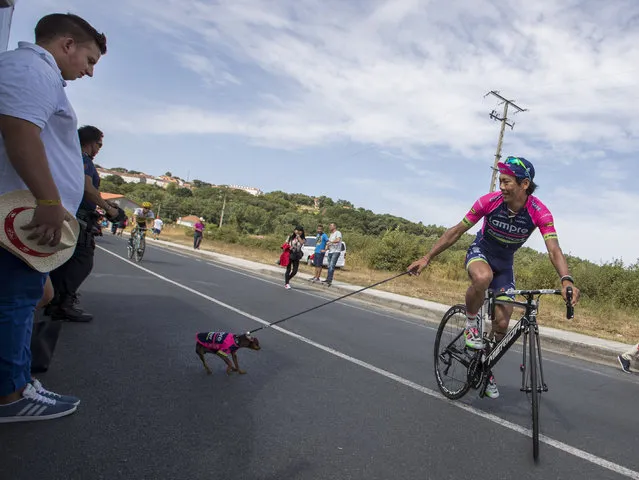 Lampre's Japonese cyclist Yukiya Arashiro walking his dog Corin prior to the 7th stage of the 71st edition of “La Vuelta” Tour of Spain, a 158,5 km route between Maceda to Puebla de Sanabria on August 26, 2016. (Photo by Jaime Reina/AFP Photo)