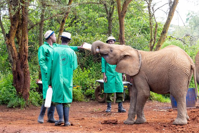 Wild animals roam the renowned Nairobi National Park in the second decade of March 2025. The park, one of Kenya's most famous safari destinations, is a sanctuary for rescued elephants and other wildlife, dedicated to conservation and rehabilitation efforts. (Photo by Splash News and Pictures)