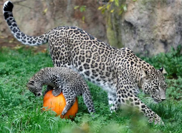 A newly born endangered Persian leopard cub plays with a pumpkin near its mother Banu inside their enclosure at Dvur Kralove Zoo in Dvur Kralove nad Labem, Czech Republic on October 24, 2022. (Photo by David W. Cerny/Reuters)