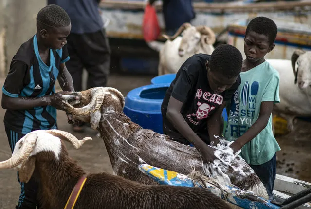 Children wash sheep with soap before they are offered for sale for the upcoming Islamic holiday of Eid al-Adha, on the beach in Dakar, Senegal Thursday, July 30, 2020. Even in the best of times, many Muslims in West Africa scramble to afford a sheep to slaughter on the Eid al-Adha holiday, a display of faith that often costs as much as a month's income, and now the coronavirus is wreaking havoc on people's budgets putting an important religious tradition beyond financial reach. (Photo by Sylvain Cherkaoui/AP Photo)