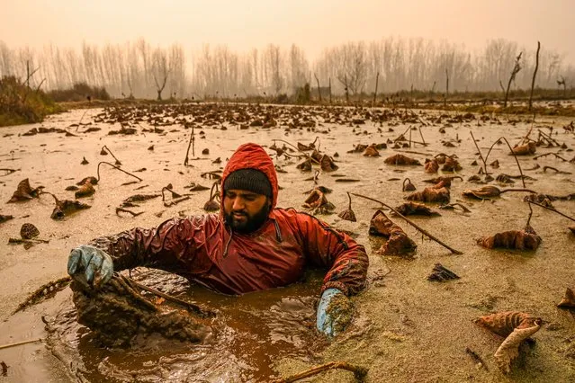 A Kashmiri farmer dips in cold waters braving sub zero temperatures to extract lotus stems, locally known as Nadur, at Anchar Lake in Srinagar on November 30, 2022. (Photo by Tauseef Mustafa/AFP Photo)
