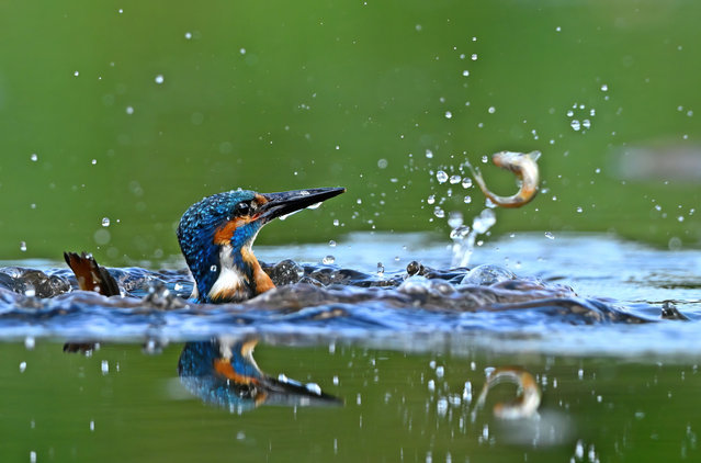 A kingfisher plunged into the water in Trowbridge, Wiltshire, UK in the first decade of June 2025, to grab a fish for lunch – but its prey twisted free in a last-second escape. (Photo by Alan Benson/Caters News Agency)