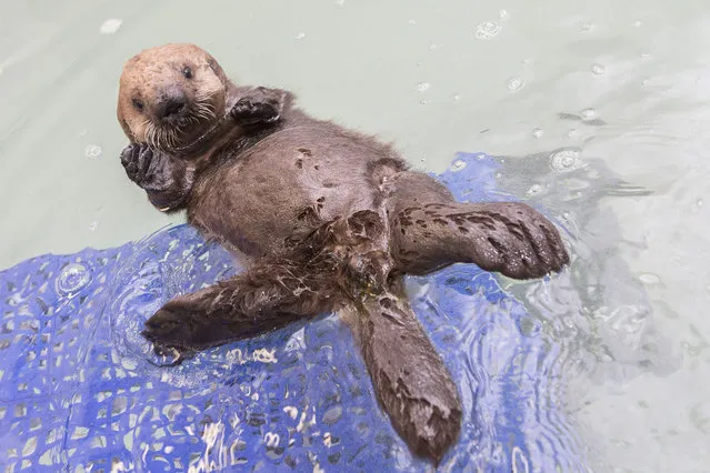 Weighing in at just under 6 pounds and at 22.6 inches long, the female pup arrived at Shedd in late October from Monterey Bay Aquarium in California, where she spent the first four weeks of her life being stabilized. (Photo by Brenna Hernandez/AP Photo)