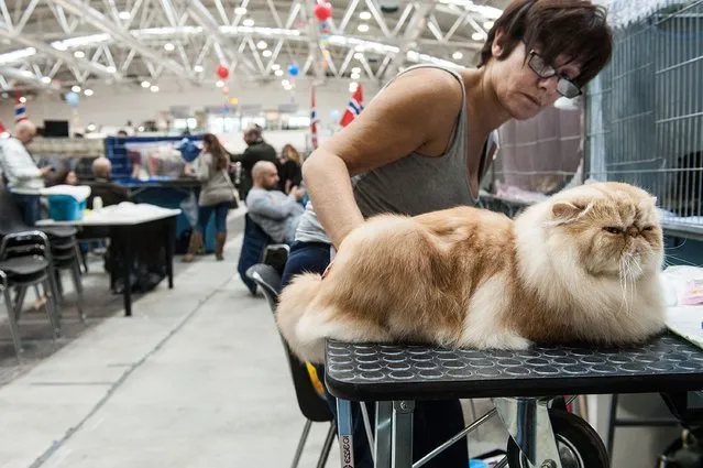 A cat waits to be examined with its owner by the jury during the first day of the Super Cat Show 2014, on November 8, 2014 in Rome, Italy. (Photo by Giorgio Cosulich/Getty Images)