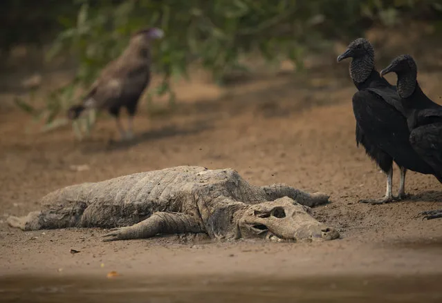 Vultures stand next to the carcass of a alligator on the banks of the Cuiaba river at the Encontro das Aguas Park in the Pantanal wetlands near Pocone, Mato Grosso state, Brazil, Saturday, September 12, 2020. (Photo by Andre Penner/AP Photo)