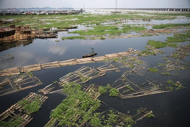 A raft of logs floats through the Lagos Lagoon September 25, 2014. (Photo by Akintunde Akinleye/Reuters)