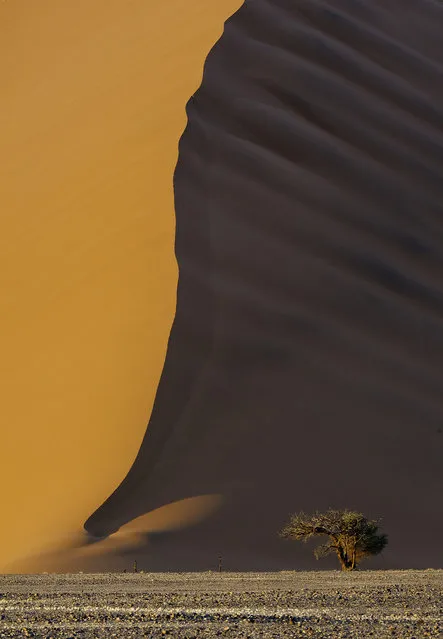 “Lone Acacia, Sossusvlei Sand Dunes”. Photo by Bob Bush (Altadena, CA). Photographed in Namibia, May 2010.