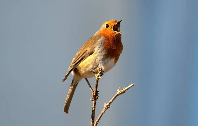 Pictured is a robin in full chorus at Yarmouth on the Isle of Wight, England on January 21, 2023. (Photo by Sienna Anderson/Picture Exclusive)