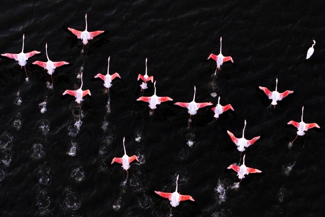An aerial view of the flamingos fluttering their wings in the 40,000-hectare Gediz Delta, formed by the accumulation of silt carried by the Gediz River in the Izmir Bay on August 02, 2025 in Izmir, Turkiye. The delta, which is protected as an important bird area and an important nature area, hosts a wide biodiversity with its meadows and wetlands. Flamingos, which are among the inhabitants of the delta, meet their accommodation and feeding needs in the delta. (Photo by Mahmut Serdar Alakus/Anadolu via Getty Images)