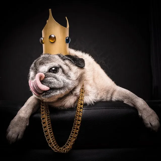 Pictured is Notorious Pug. (Photo by Caters News Agency/Dog Photographers)