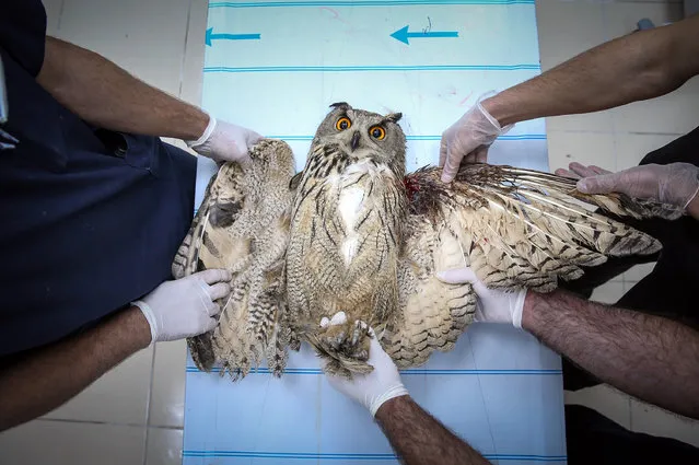 Dr. Lokman Aslan, who is the pioneer of Wildlife Rehabilitation Centre, treats an owl in Turkey's Van province on March 03, 2018. Aslan helps wild animals, which were wounded by hunters or suffer from malnutrition. (Photo by Ozkan Bilgin/Anadolu Agency/Getty Images)