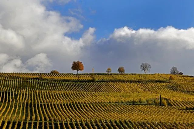 Late autumn colours in vineyards mark a change in season in Neuenburg in Germany, October 29, 2015. (Photo by Jacky Naegelen/Reuters)